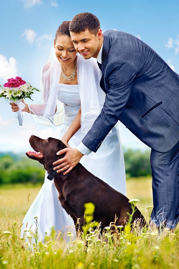 Dog in Wedding