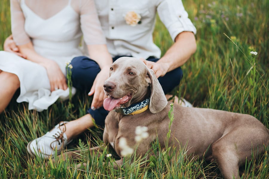 Pets in Weddings