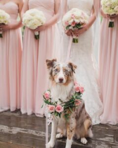 dog with floral wreath 