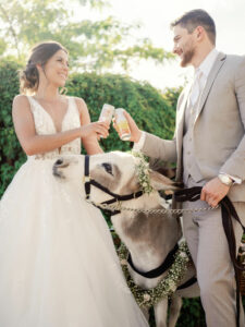animals in weddings - bride and groom toasting glasses as a miniature horse looks on