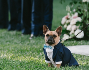 animals in weddings are adorable like this bulldog wearing a tuxedo with a blue bow tie