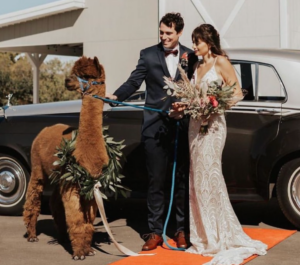 bride and groom posing with a llama with a wreath around its neck at their wedding celebration